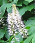 Native Plants to Know