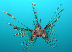 Common lionfish by Jens Petersen