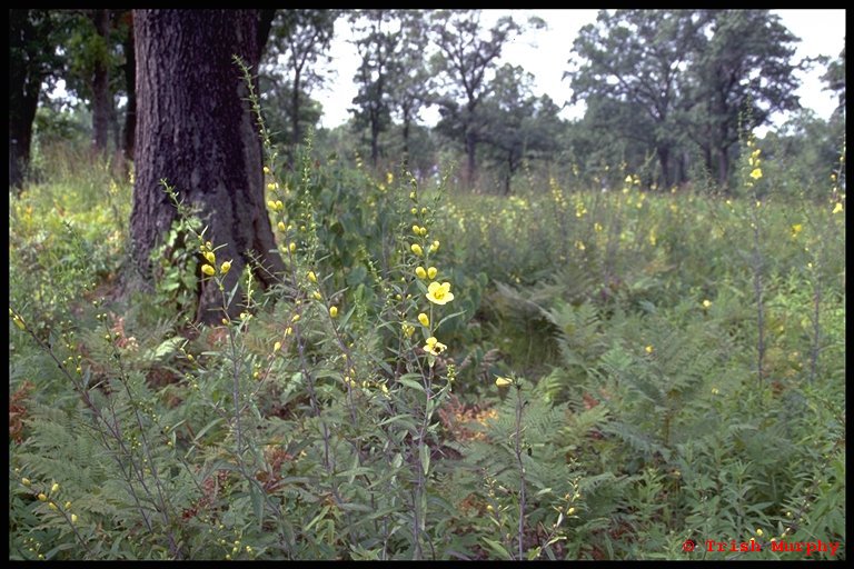 Black oak savannah, Ojibway Prairie, Windsor, Ontario