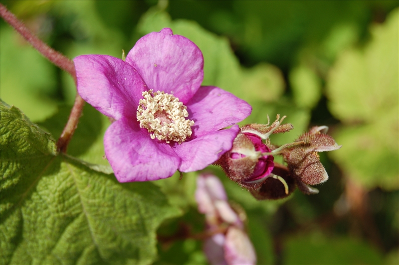  Purple-flowering Raspberry