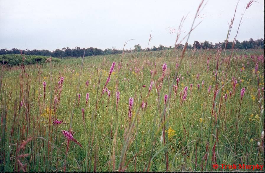 Tall grass prairie with blazing star and Culver's root, Walpole Island