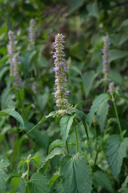 Agastache foeniculum