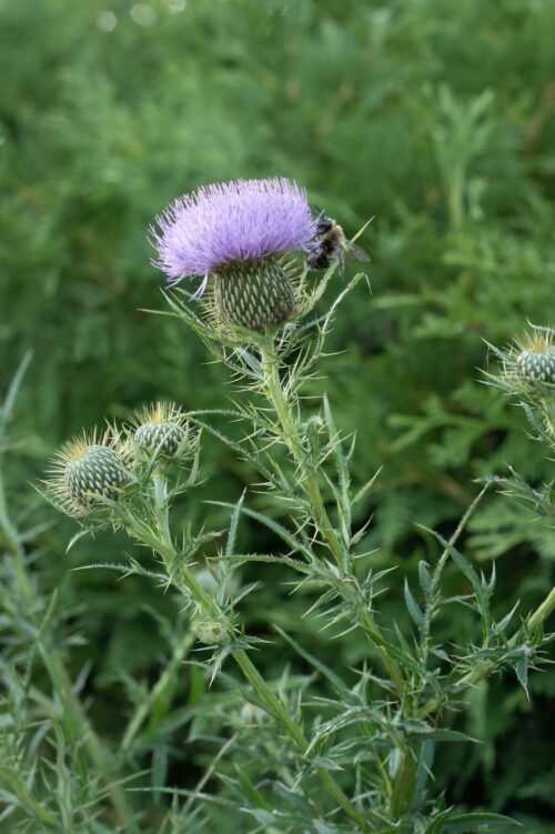 Cirsium discolor
