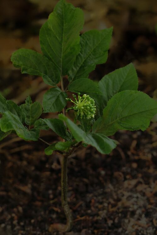 Panax quinquefolius