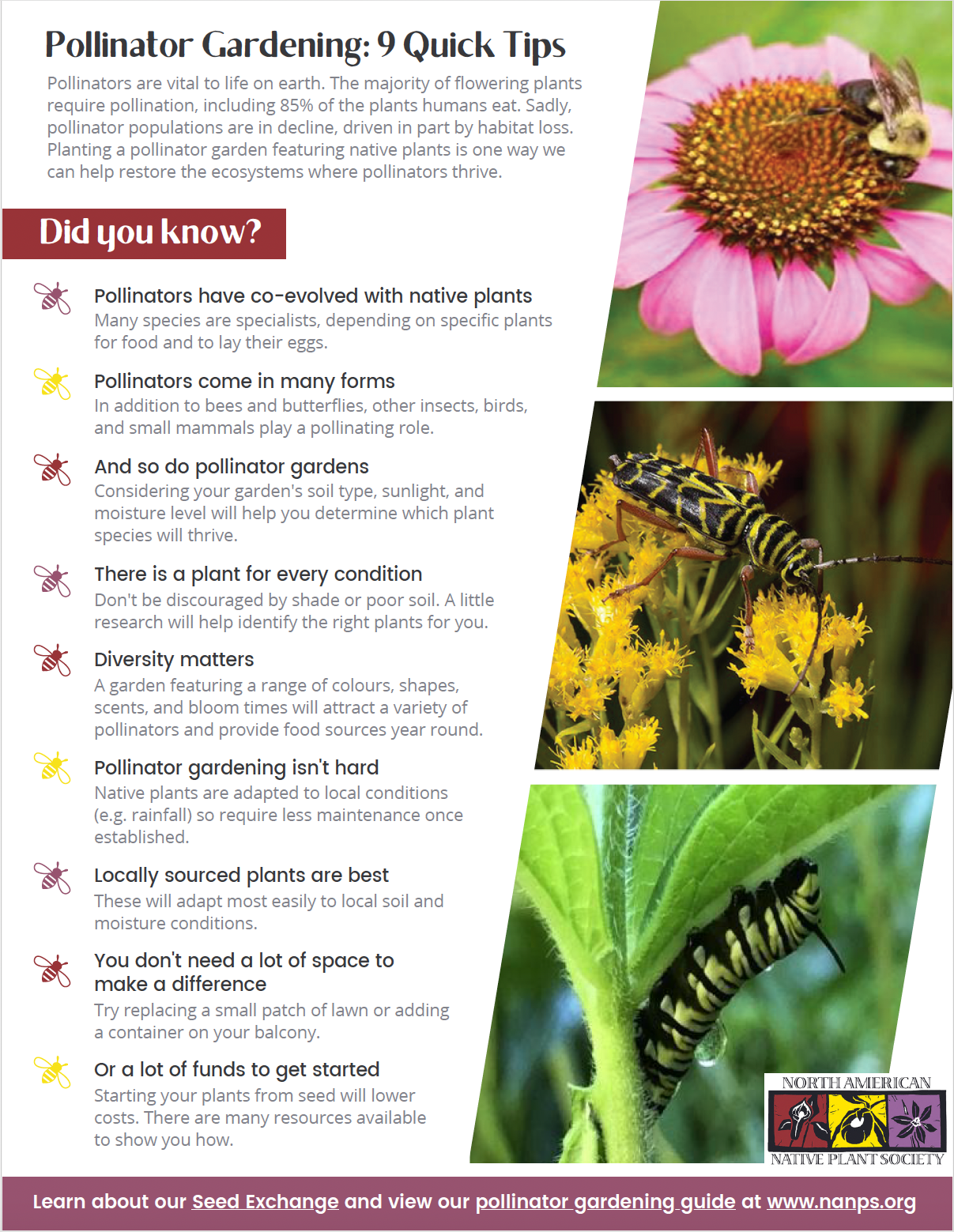 Screenshot of pollinator gardening tip sheet