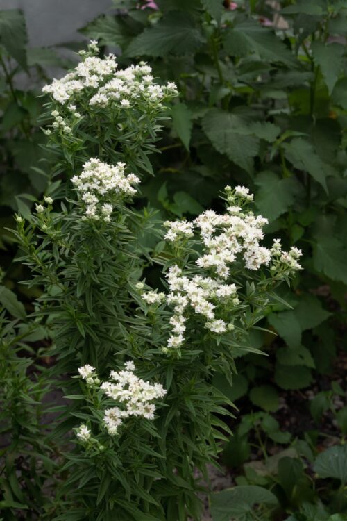 Pycnanthemum virginianum
