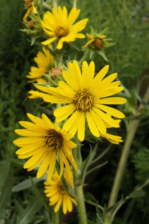 Silphium laciniatum