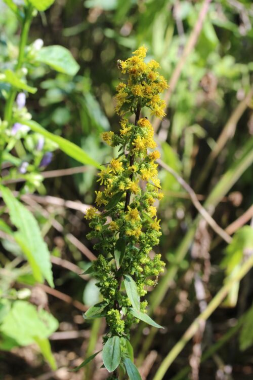 Solidago squarrosa