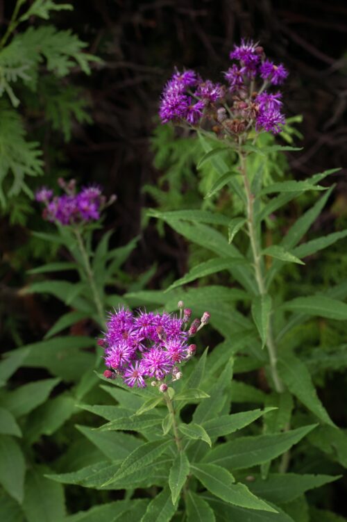 Vernonia missurica