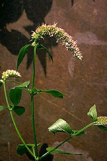 Agastache scrophulariifolia