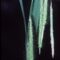 Carex crinita