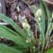 Carex platyphylla