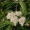 Cornus amomum ssp obliqua