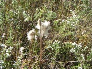 Prairie Thimbleweed
