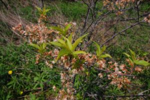 Prunus nigra
