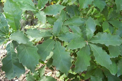 Quercus prinoides